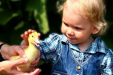 Kleines Mädchen streichelt behutsam ein Entenbaby